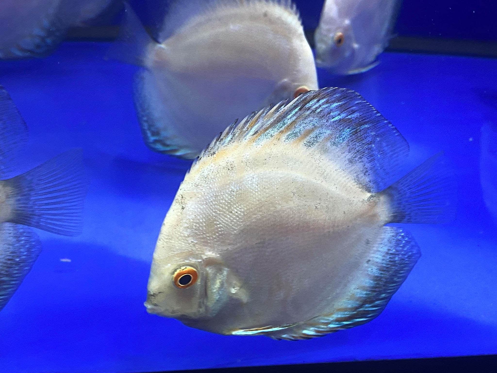 White Butterfly – OzDiscus