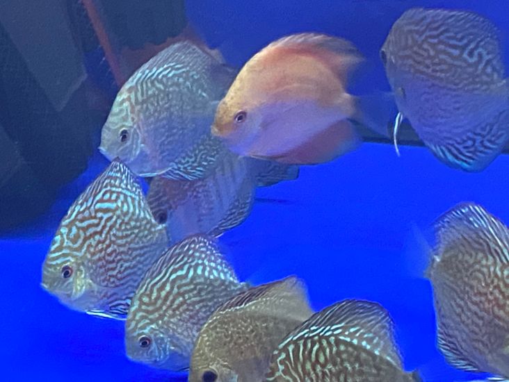 smallest discus fish