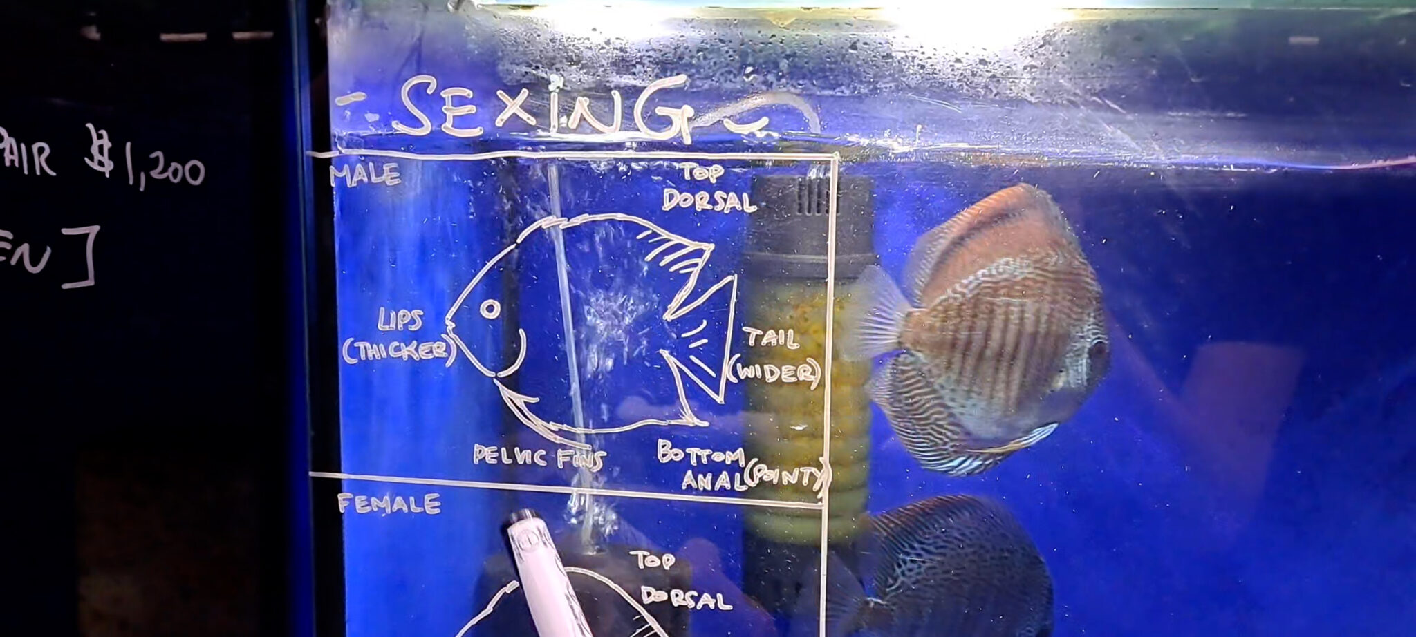 Discus Gender How to Sex Discus Fish: A Guide to Identifying Male & Female Discus