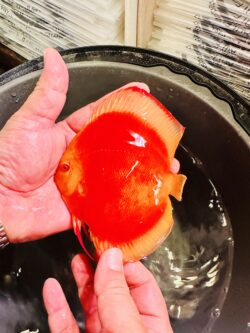Albino Red Cover Discus 11/12 cm BO