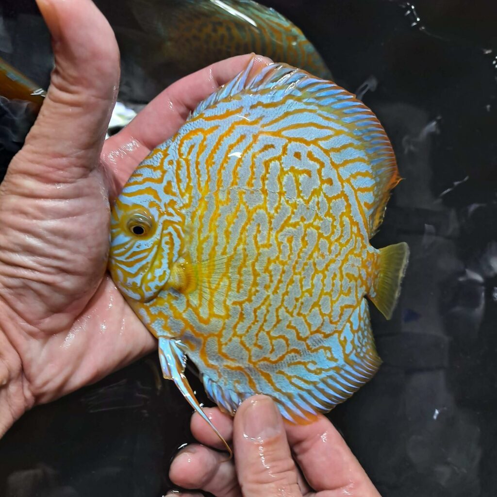 Yellow Tiger Turquoise 11/12cm BO - OzDiscus