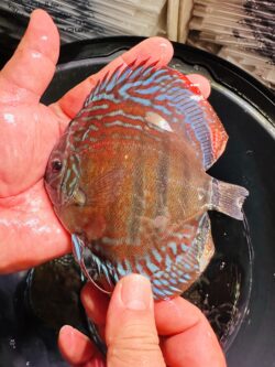 Red Alenquer 10/11cm BO