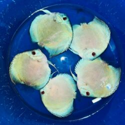 Blue Diamond (Red Eyes) Discus Fish 11 cm BO