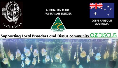 Discus Website Coffs Discus - OzDiscus