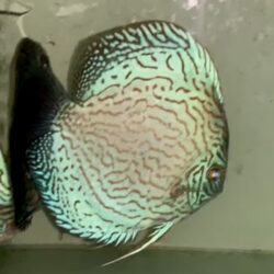 Altum Brilliant Blue 12-14cm BO