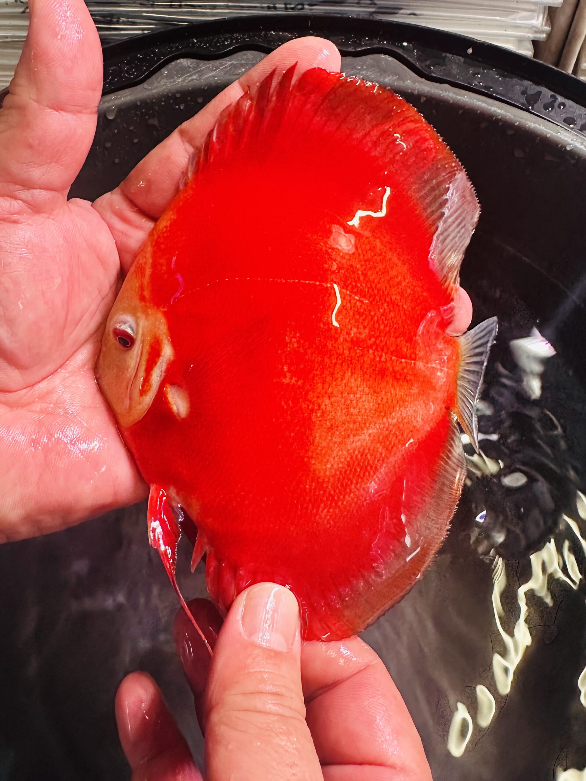 Super Red Golden Diamond 11/12cm BO