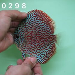King Viper 8/9cm BO