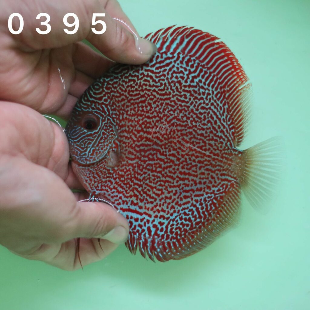 LSS 11/12cm BO - OzDiscus