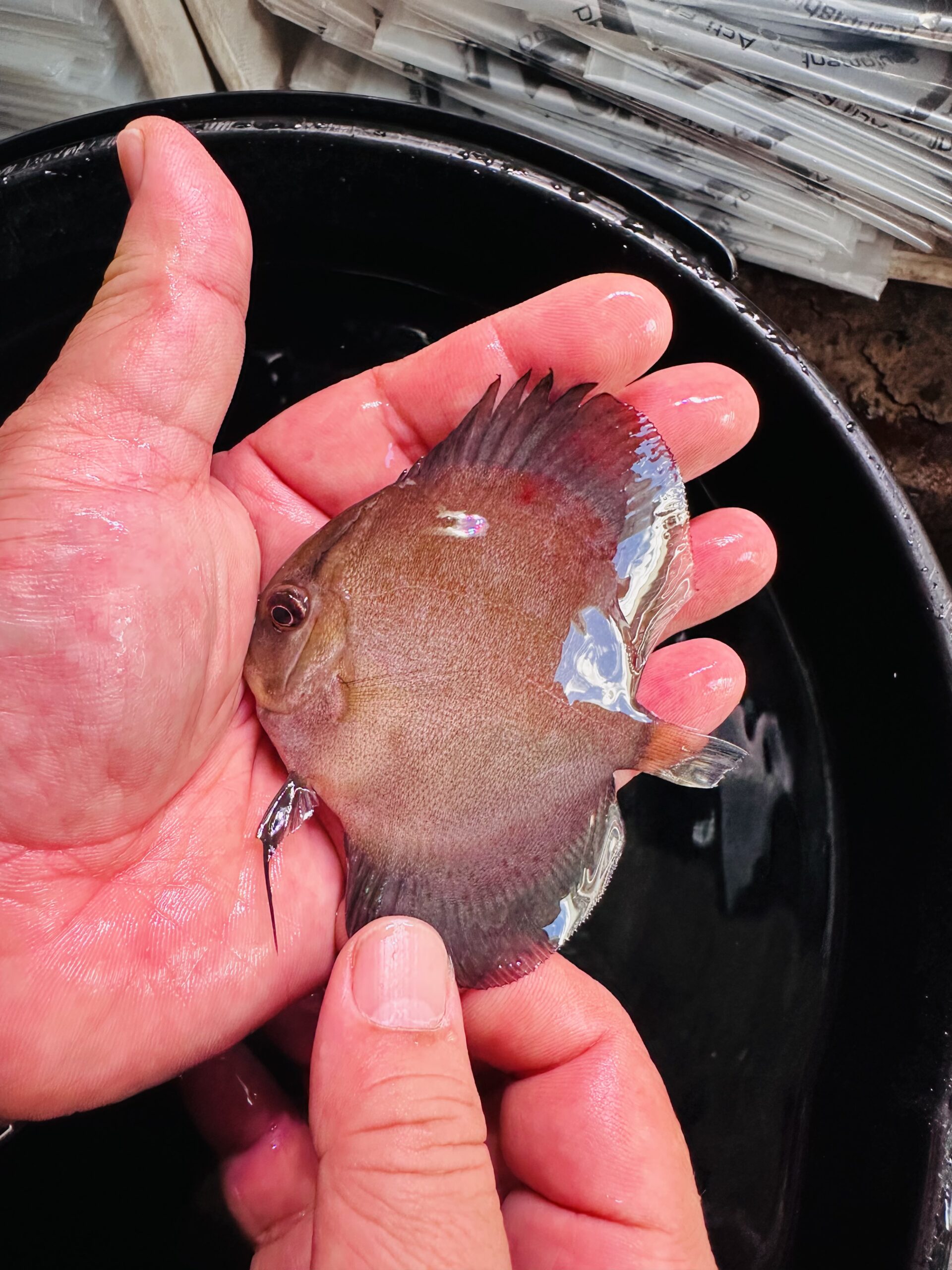 Red Ghost Discus Fish 7–8 cm BO