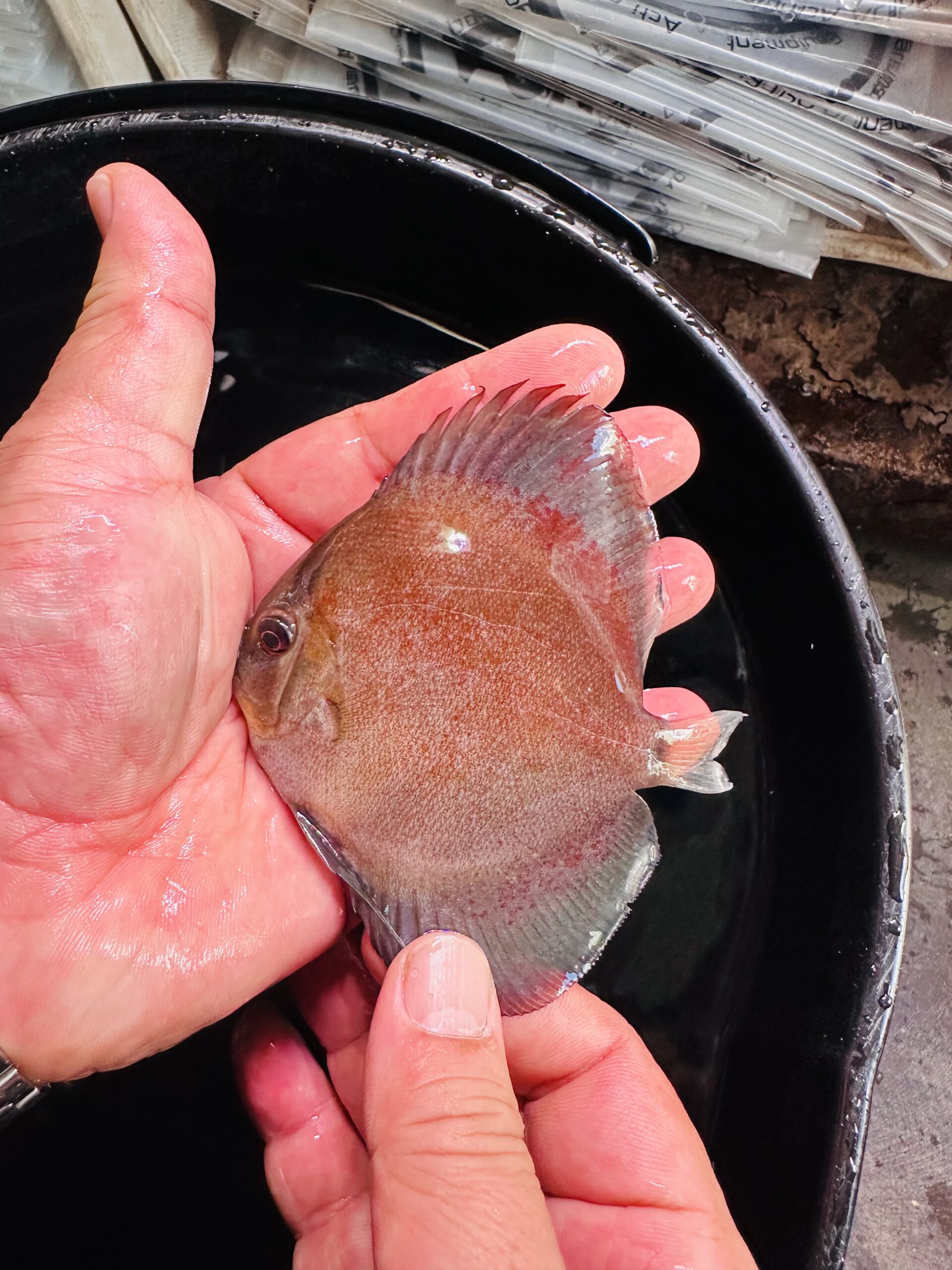 Discus Fish - Red Ghost Discus 7–8 cm BO - Image 2
