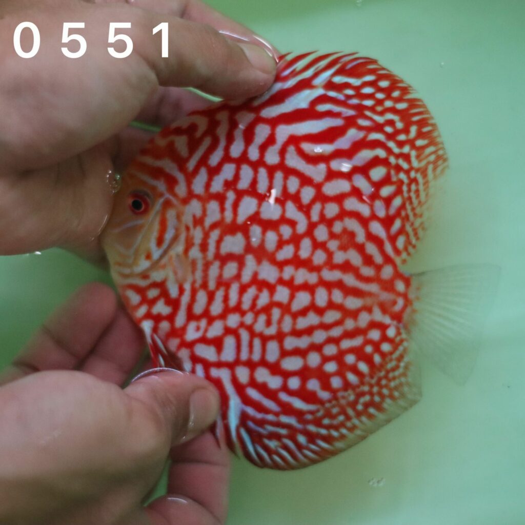 Red Pigeon Checkerboard 10/11cm BO - OzDiscus