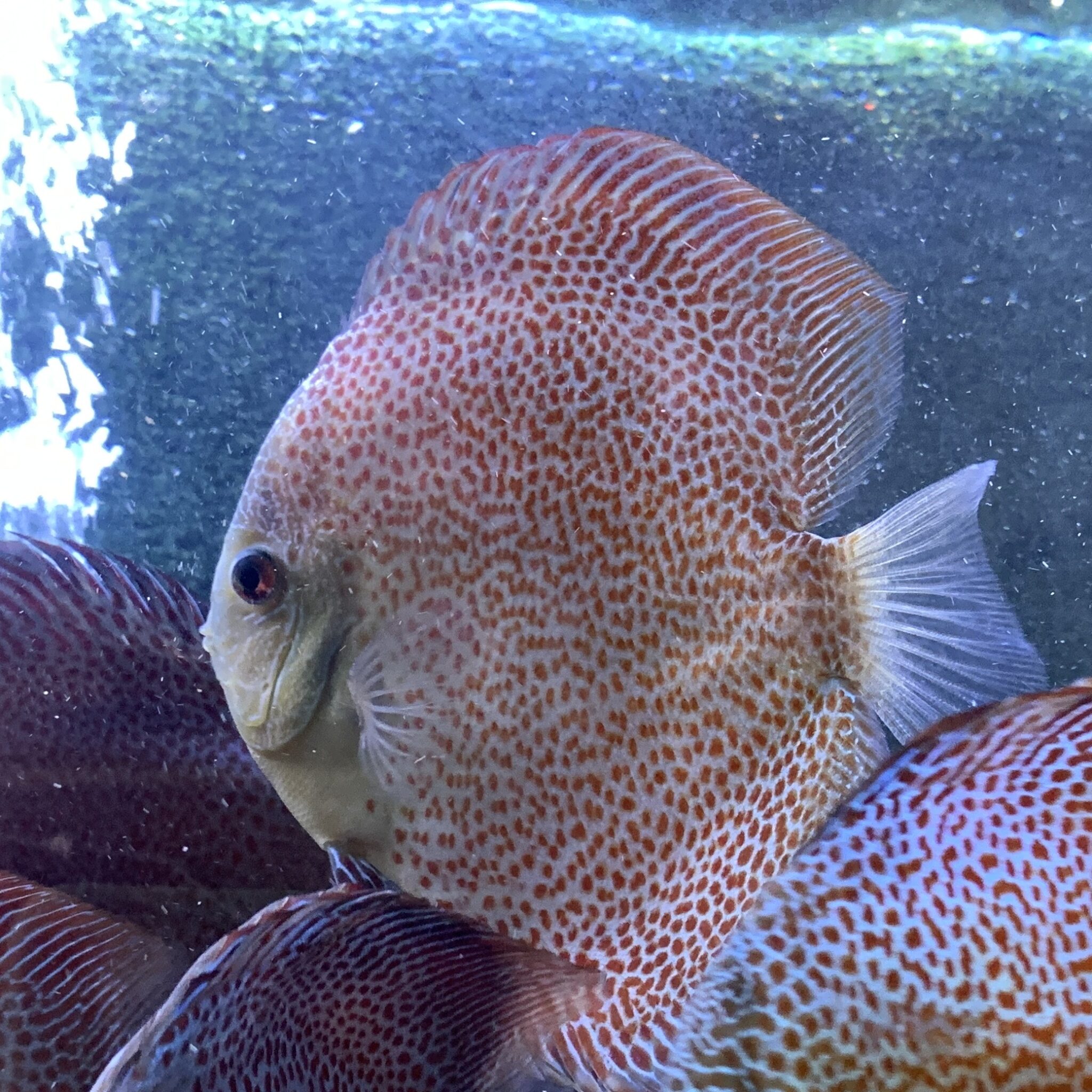 Red Ruby LSS 13/14cm BO - OzDiscus