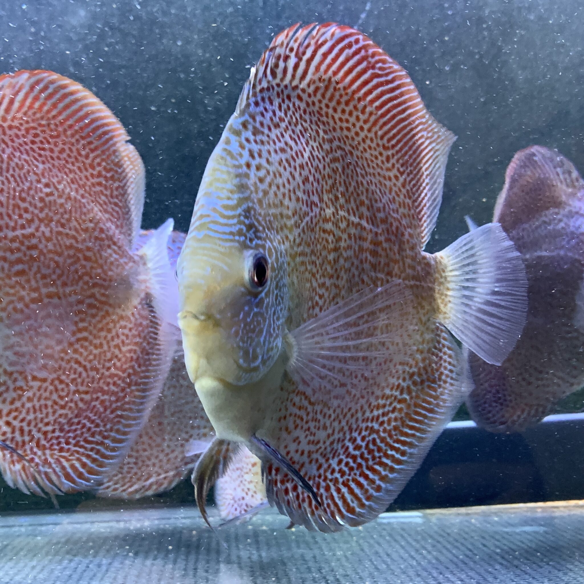 Red Ruby LSS 13/14cm BO - OzDiscus
