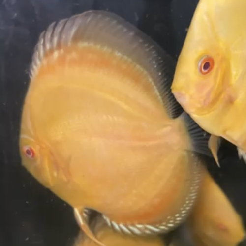 Albino Allencer 8/9cm BO