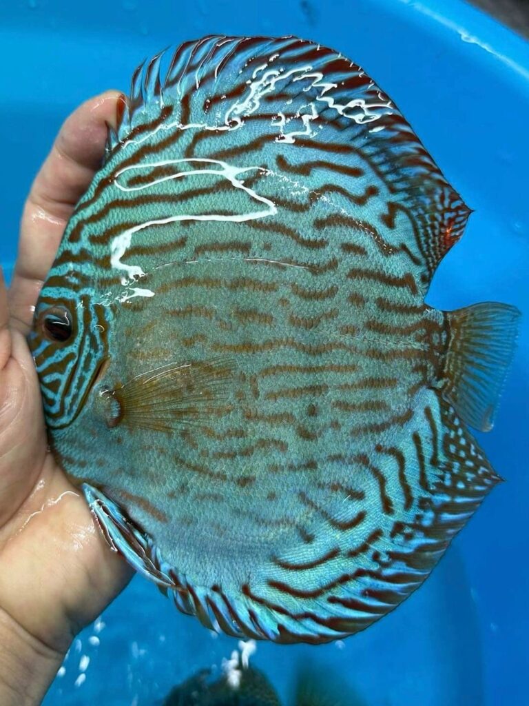 Altum Flora 13/14cm BO - OzDiscus