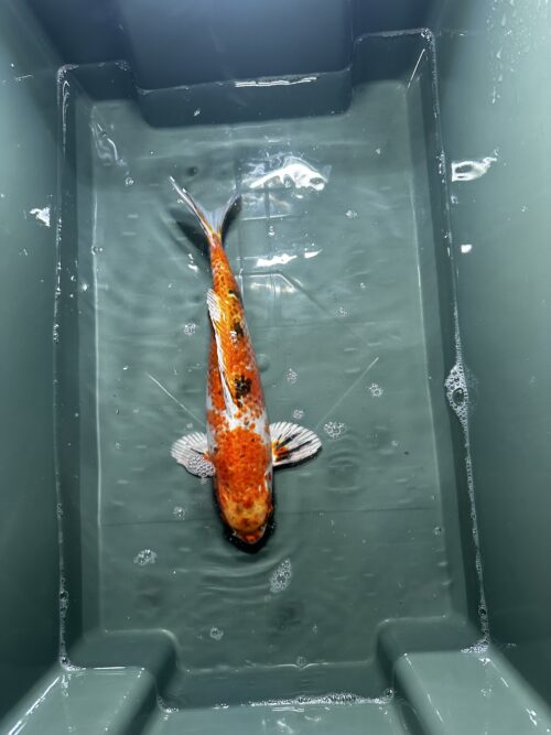 Yamato Nishiki 40cm KOI