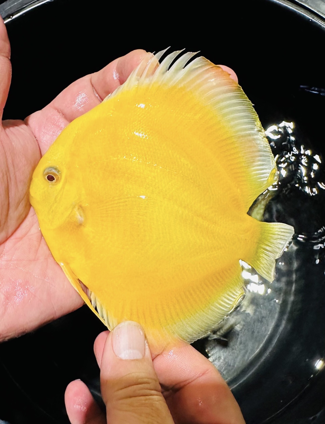 Albino Allencer 10/11cm BO