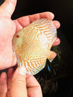 Yellow Tiger 7/8cm BO