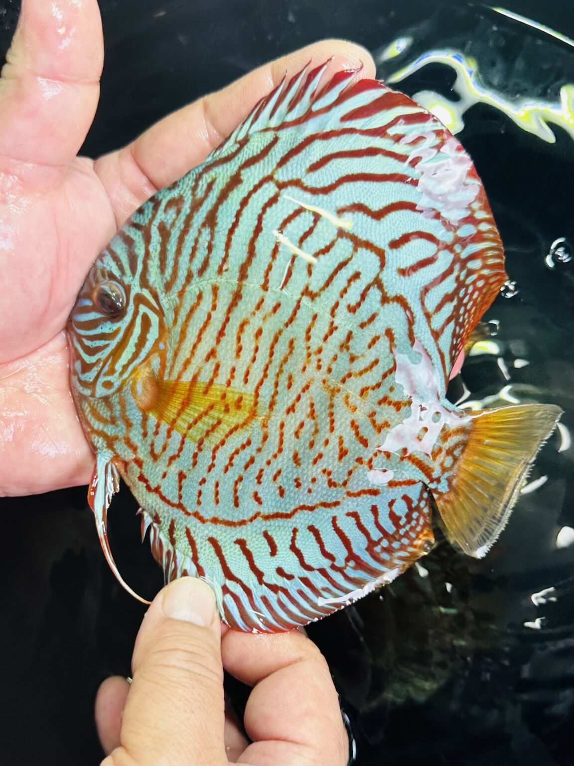 Discus Farms - OzDiscus