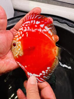 Red Rafflesia 11/12cm BO