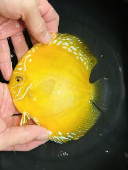 Yellow Rafflesia 12/13cm BO