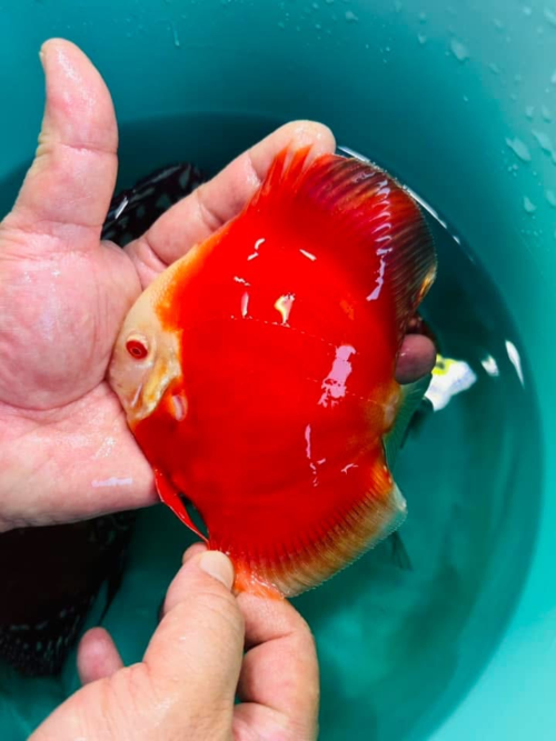 Albino Fire Ruby 8/9cm BO