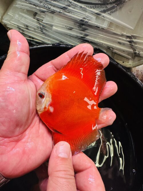 Red Golden Diamond 7-8cm BO