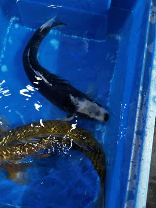 Matsubawake 30cm