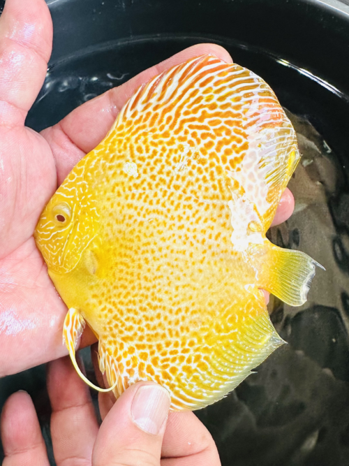 Albino 24k LSS 9-10cm BO