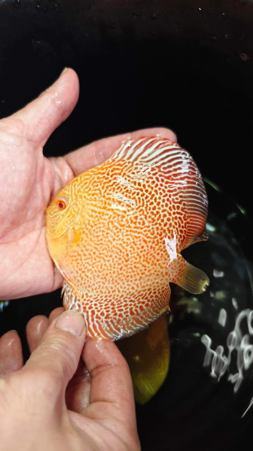 Albino Eruption 9-10cm BO