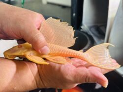 Albino Sailfin Pleco 20cm