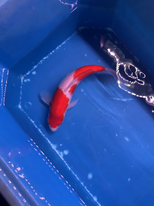 Kohaku KOI 25cm - Image 6
