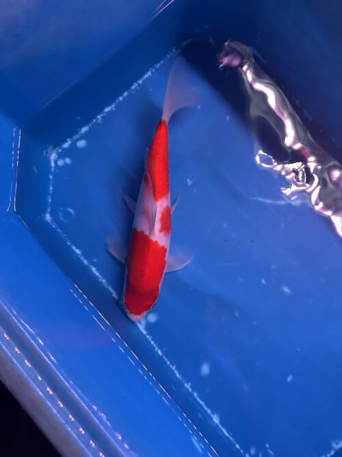 Kohaku KOI 25cm - Image 5