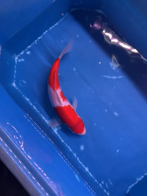 Kohaku KOI 25cm - Image 3