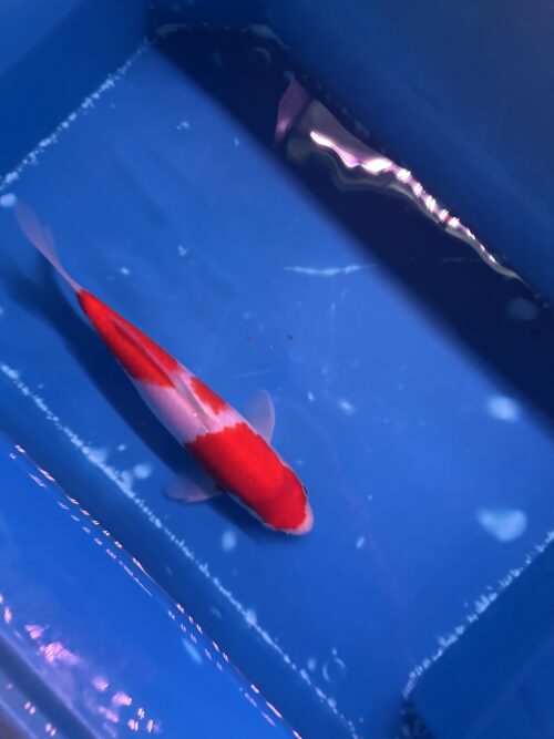 Kohaku KOI 25cm - Image 2
