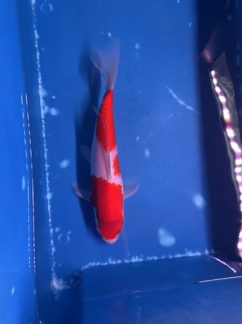 Kohaku KOI 25cm