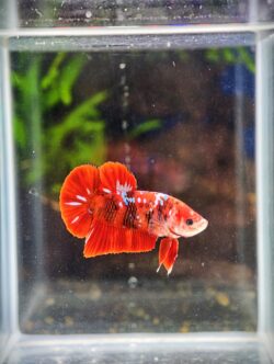 BB402 - HMPK Super Red Galaxy Koi