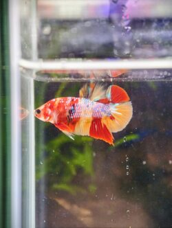 BB403 - HMPK Nemo Galaxy Koi