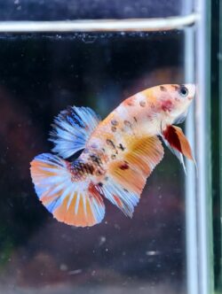 BB404 - HMPK Koi