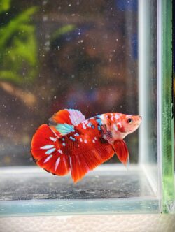 BB404 - HMPK Super Red Galaxy Koi