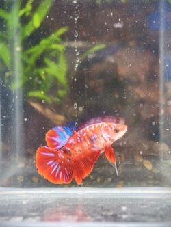 BB405 - HMPK Red Galaxy Koi