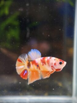 BB406 - HMPK Nemo Koi