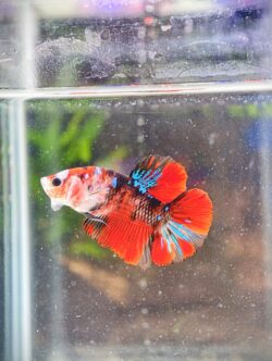 BB407 - HMPK Red Galaxy Koi