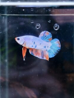 BB408 - HMPK Marble Candy