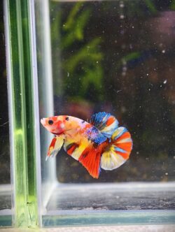 BB408 - HMPK Nemo Koi Galaxy