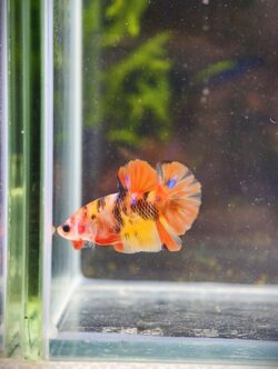 BB409 - HMPK Nemo Koi