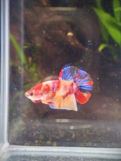BB410 - HMPK Nemo Koi