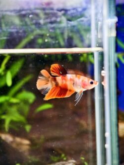 BB411 - HMPK Nemo Koi