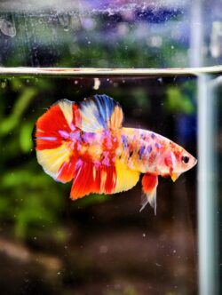 BB412 - HMPK Nemo Galaxy Koi