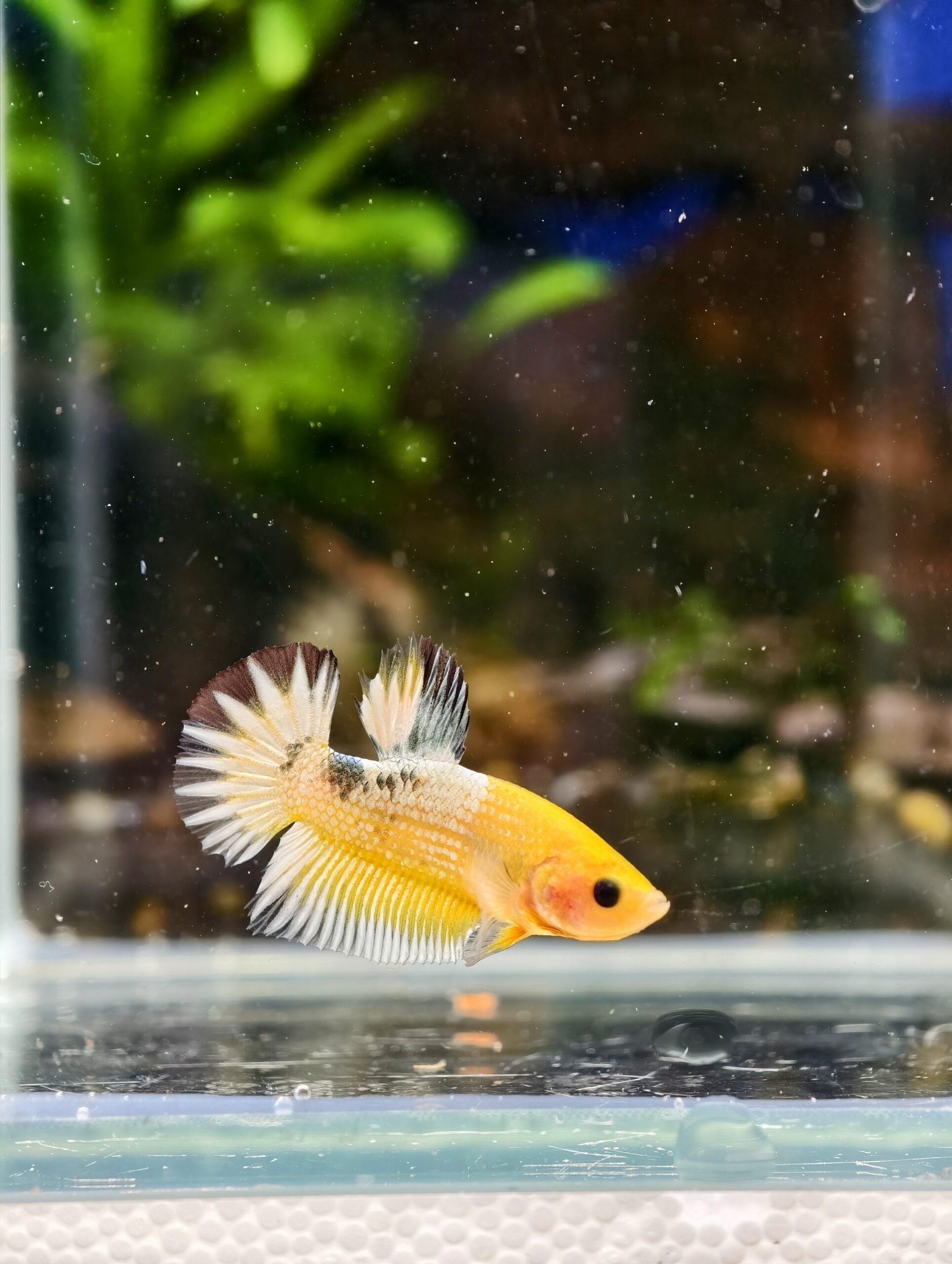 BB504 - HMPK Yellow FCCP